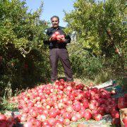 برگزاری جشنواره انار در روستای تاریخی سریزد