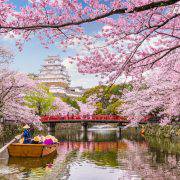 شکوفه‌های گیلاس در شهر شیروئیشی ژاپن