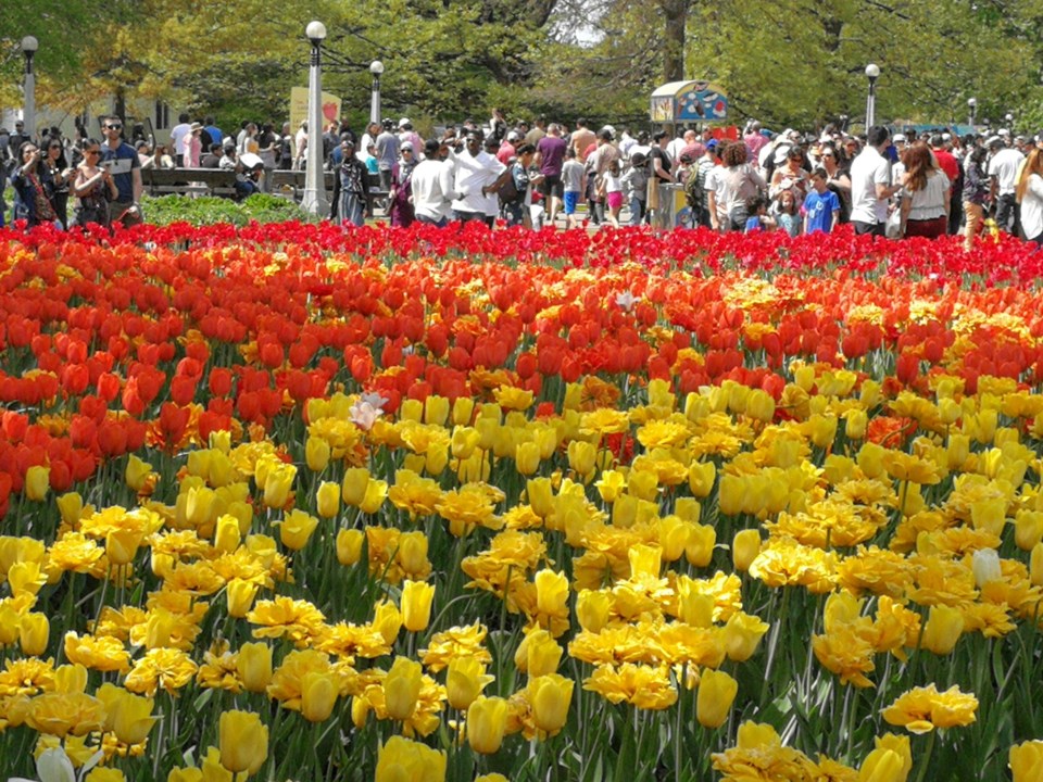 فستیوال های گل در بهار