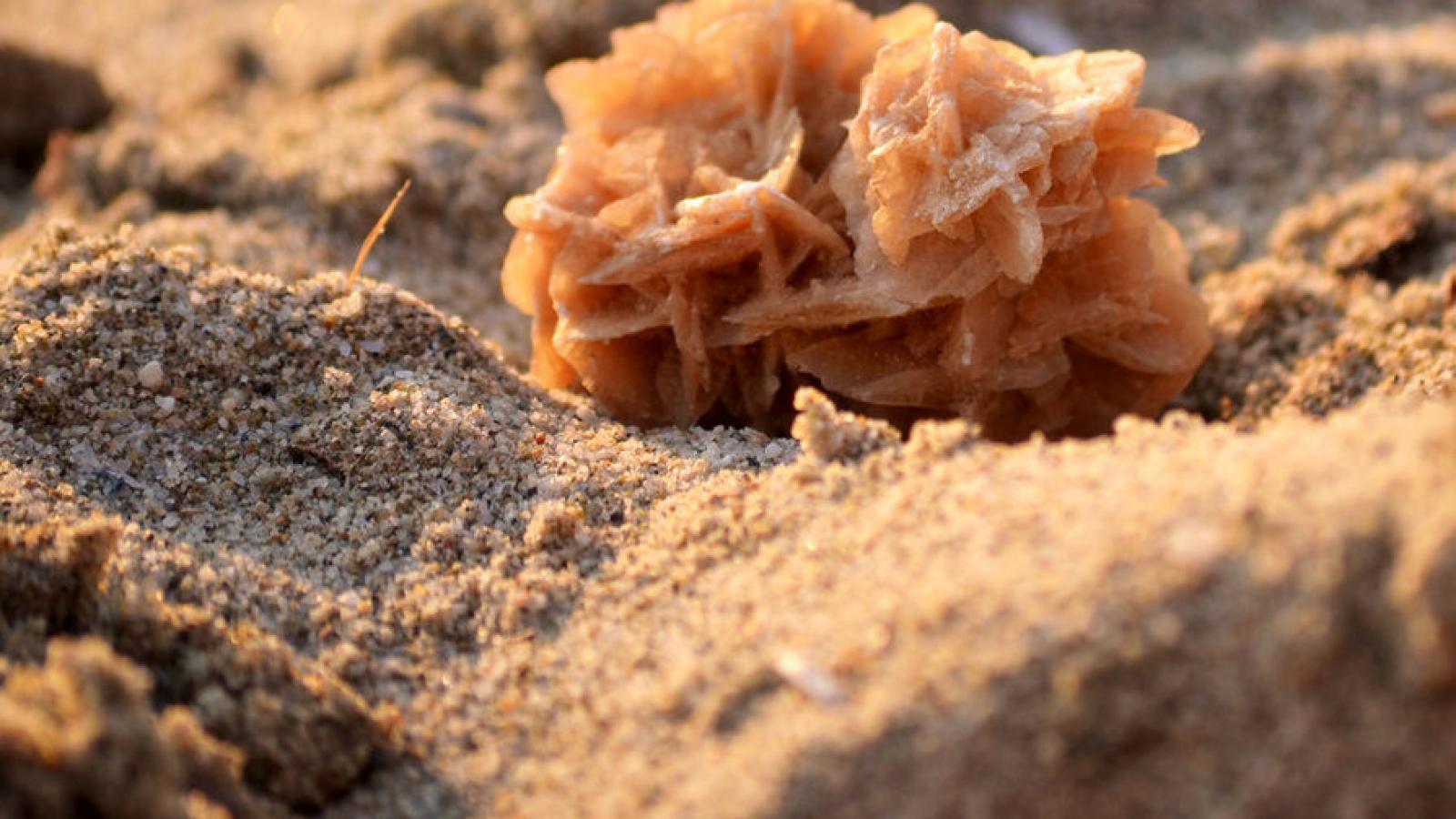 images of desert rose bonsai images of desert rose rock