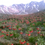 آشنایی با دشت لاله‌های واژگون گلستان‌ کوه خوانسار
