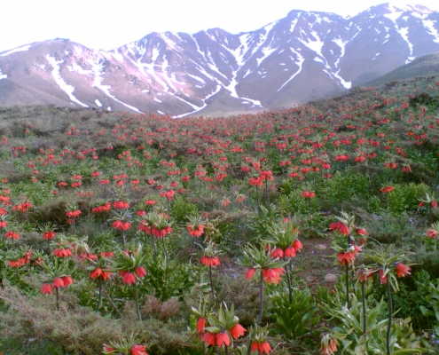 آشنایی با دشت لاله‌های واژگون گلستان‌ کوه خوانسار
