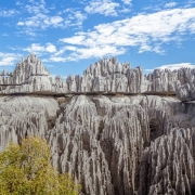 جنگل سینجی