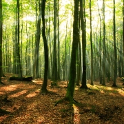 جنگل راش در مازندران