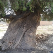 درخت سرو