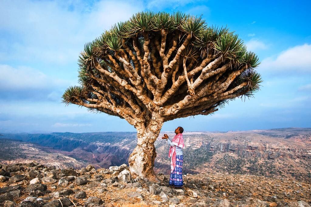 جزیره سقطری