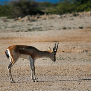 آهوی ایرانی