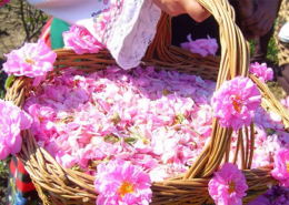 گلاب گیری میمند فارس